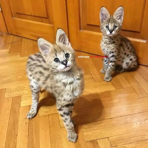 disponibili bellissimi gattini serval e f1 savannah  