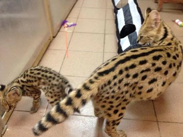 disponibili bellissimi gattini serval e f1 savannah   | Foto 0