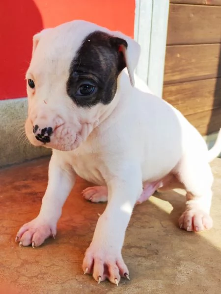 cuccioli di dogo argentino | Foto 1