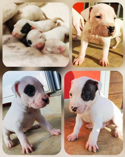 cuccioli di dogo argentino