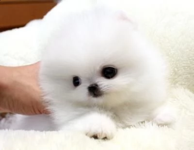 bianco pomeranian max garanzia