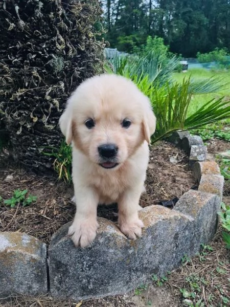 vendita cucciolata golden retriever | Foto 0