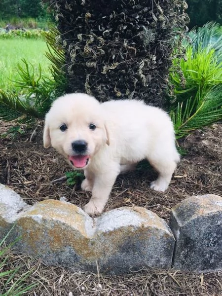 vendita cucciolata golden retriever