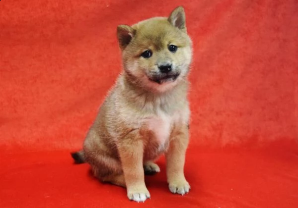 vendita cuccioli di shiba inu con pedigree enci | Foto 0