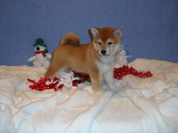 vendita cuccioli di shiba inu con pedigree enci