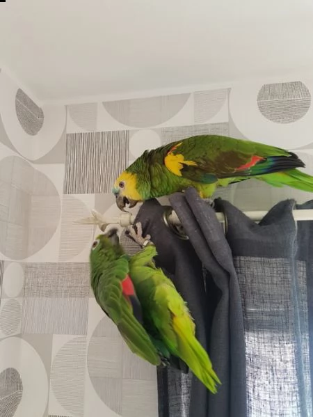 amazon blue fronted parrot