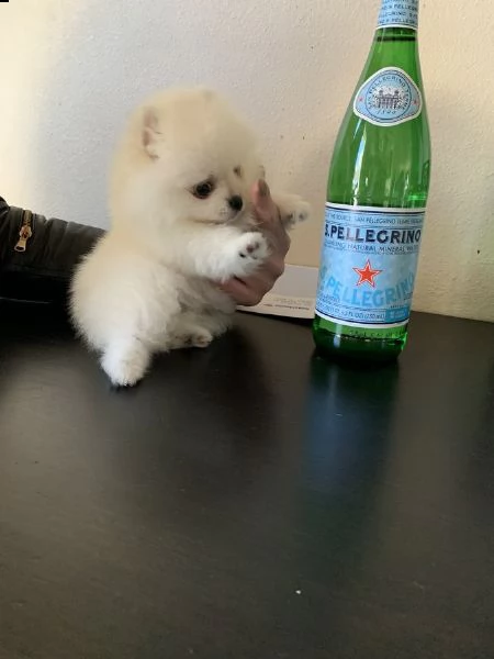 vendita bellissimi cuccioli spitz di pomerania 