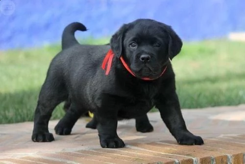 regalo cuccioli di labrador cioccolato