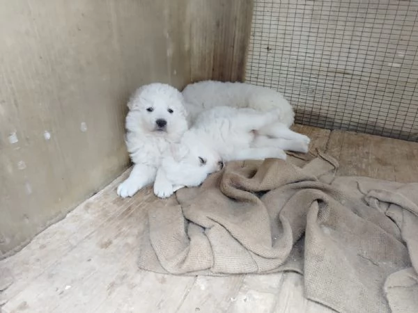 Cuccioli pastore abruzzese [hidden] mesi | Foto 0