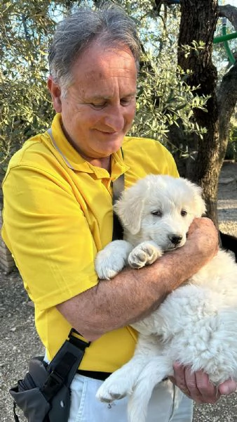 Cuccioli pastore abruzzese [hidden] mesi