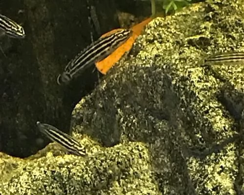 ciclidi julidochromis regani