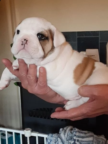 vendita cucciolo vendita cucciolo bulldog inglese consegna a natale