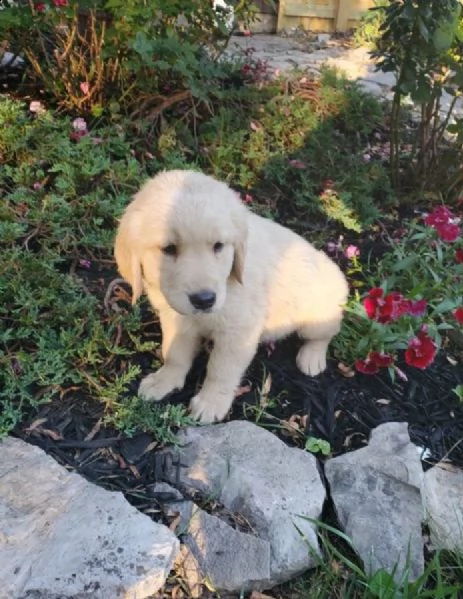 vendita cuccioli di golden retriever