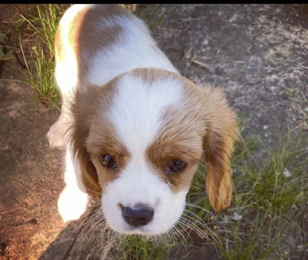 vendita cucciolo cuccioli di cavalier king italiani sia tricolor che bianco arancio