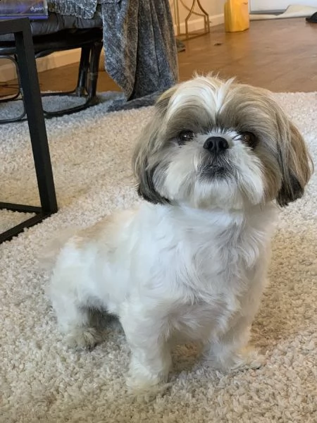 vendita cuccioli shih tzu maschi e femmine