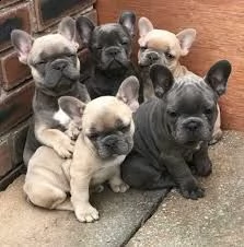 adorabili cuccioli di bulldog francese per l'adozione gratuita | Foto 0