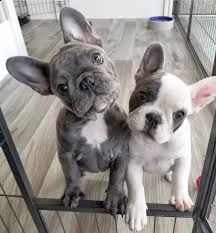 adorabili cuccioli di bulldog francese per l'adozione gratuita