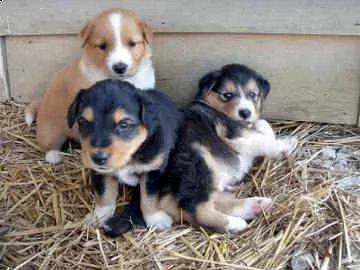 adorali cuccioli di english shepherd femminucce e maschietti disponibili per l'adozione gratuita i c