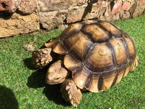 tartaruga sulcata | Foto 1