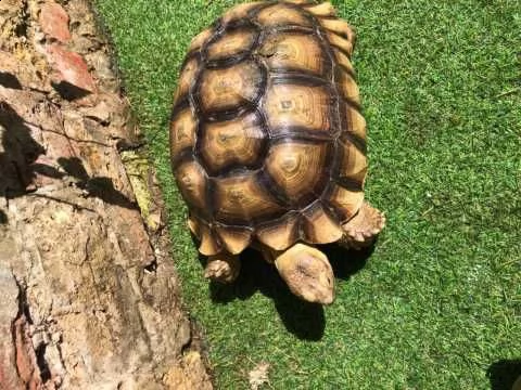 tartaruga sulcata | Foto 0