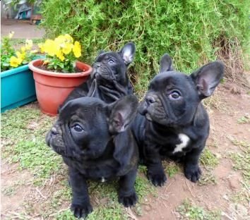 cucciola di bouledogue francese nera femmina~