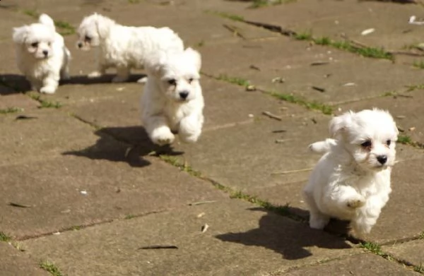 meravigliosi cuccioli di maltese