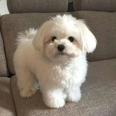 bellissimi cuccioli di maltese maschio e femmina