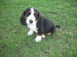 cucciolo di bassethound tenerissimi intrigantissimi e buonissimi di 70 giorni sia maschi che femmina