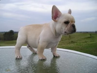 regalo maschio e femmina bouledogue francese con pedigree