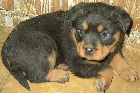 pura razza cuccioli di rottweiler per adozione