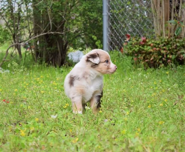 sono disponibili cuccioli di australian shepherd  | Foto 2