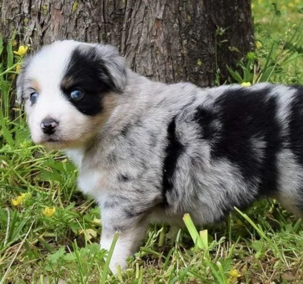 sono disponibili cuccioli di australian shepherd  | Foto 1