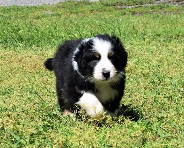 sono disponibili cuccioli di australian shepherd  | Foto 0