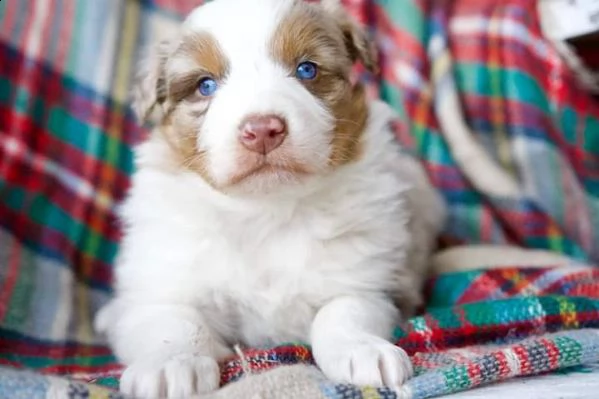 sono disponibili cuccioli di australian shepherd 