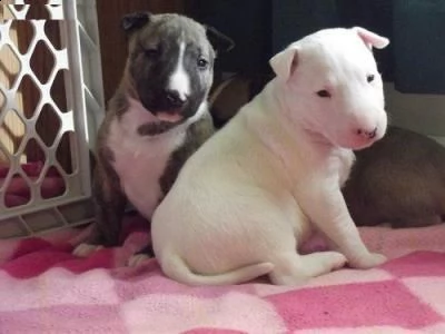 regalo bull terrier cuccioli per l'adozione