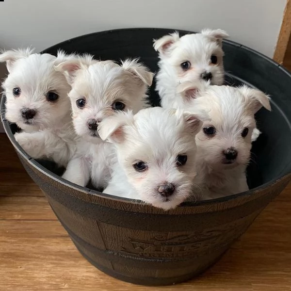 cuccioli maltesi super adorabili