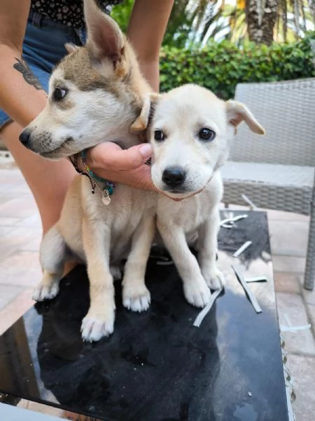 Cuccioli cercano casa | Foto 3