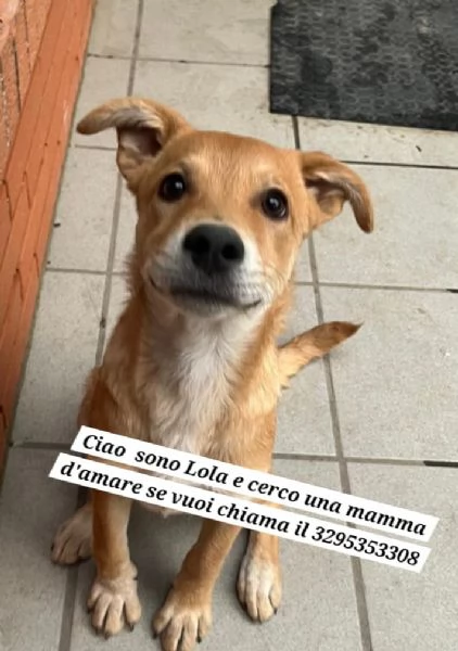 Tre cuccioli cercano casa | Foto 3