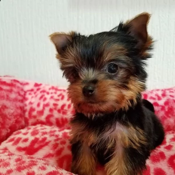  cuccioli di yorkie gorgeous