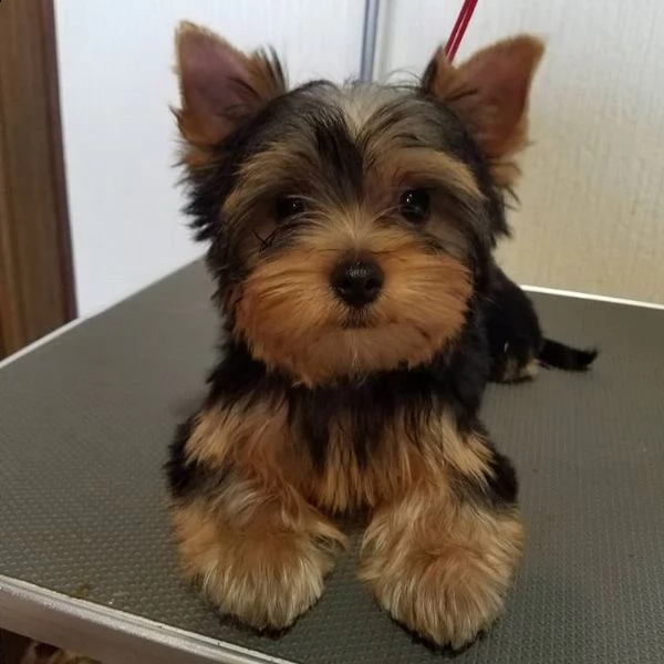  cuccioli di yorkie gorgeous | Foto 1