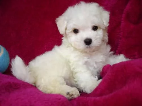 pura razza cuccioli di micro maltese per adozione