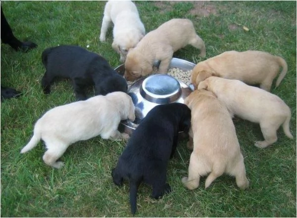 cuccioli di labrador. abbiamo un maschio e due femmine