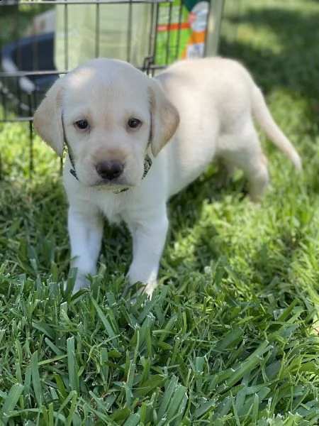 vendita cuccioli di labrador con pedigree