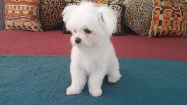 vendita cucciolo cuccioli di maltese toy da privato e italiani 