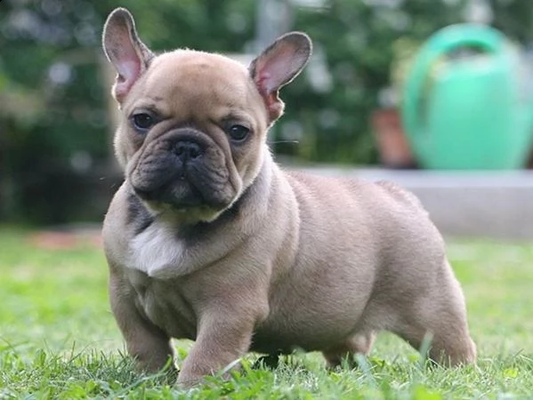 regalo....cucciolata di bouledogue francese