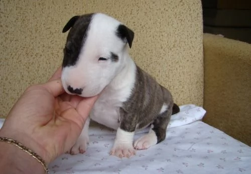 regalo bull terrier cuccioli per l'adozione