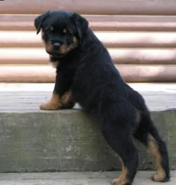 regalo cuccioli di rottweiler maschio e femmina!!