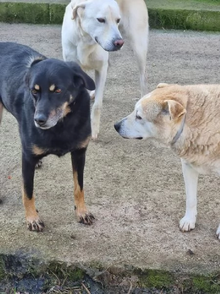 Giordie è un cane amorevole | Foto 5