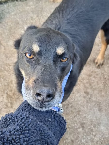 Giordie è un cane amorevole