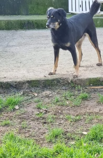 Giordie è un cane amorevole | Foto 1